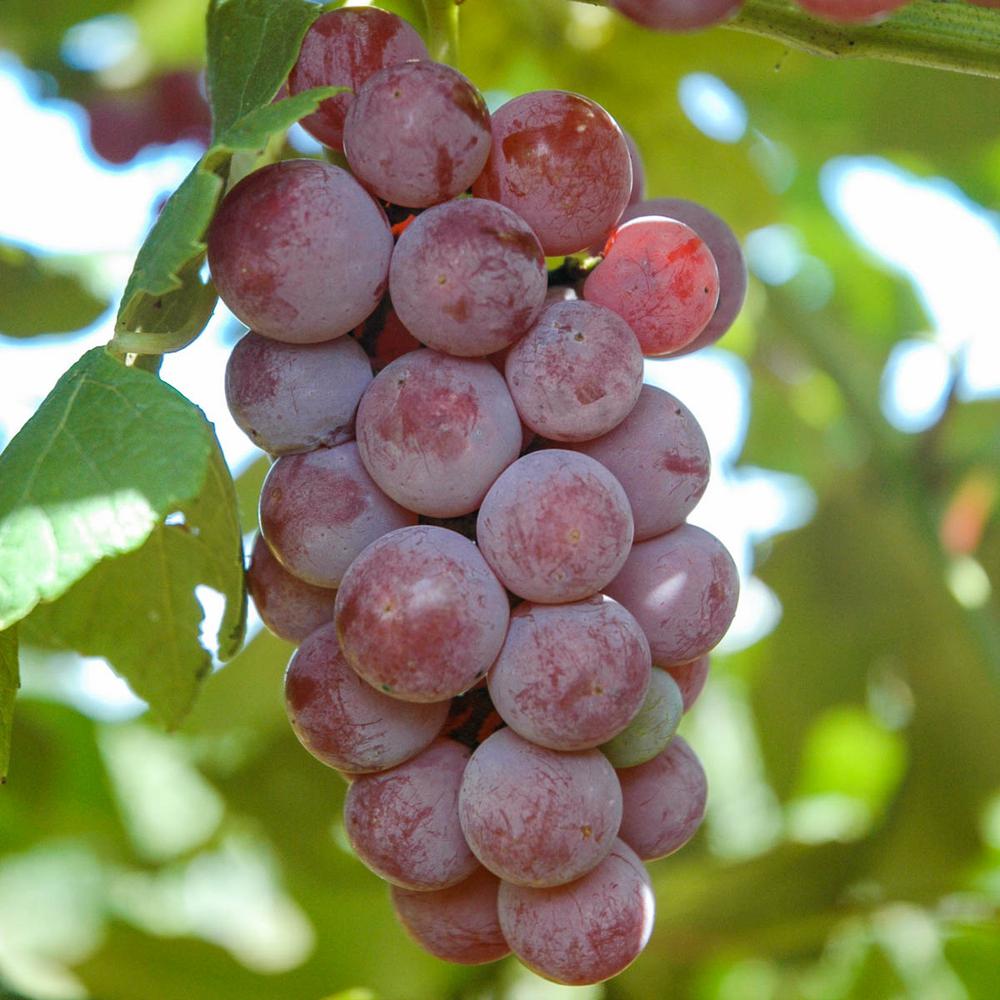 How To Grow Seedless Grapes From Store Bought In Water