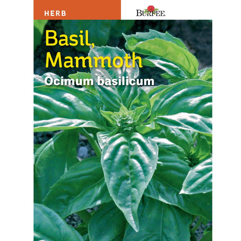 Burpee Herb Basil Mammoth Seed66536 The Home Depot