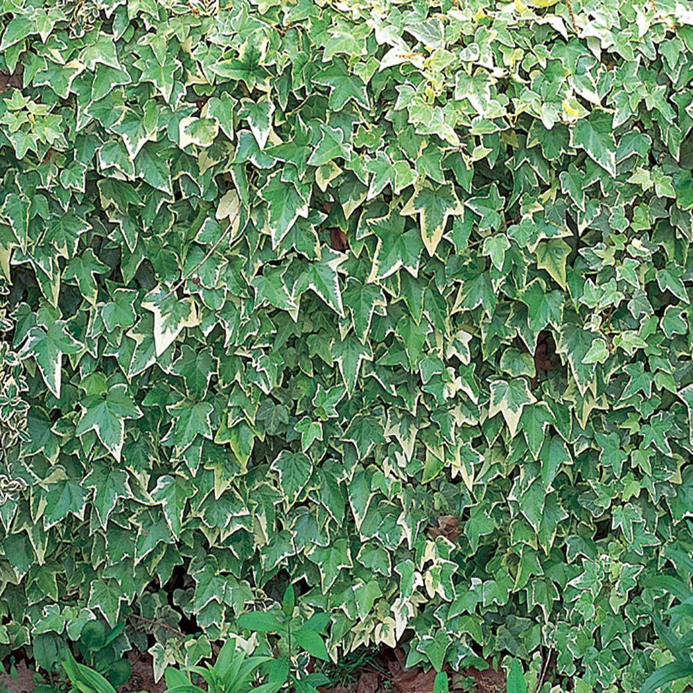 1Pint Variegated English Ivy Plant57095 The Home Depot
