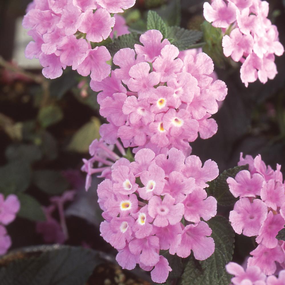 1 Gal. Pink Trailing Lantana Plant-40850 - The Home Depot