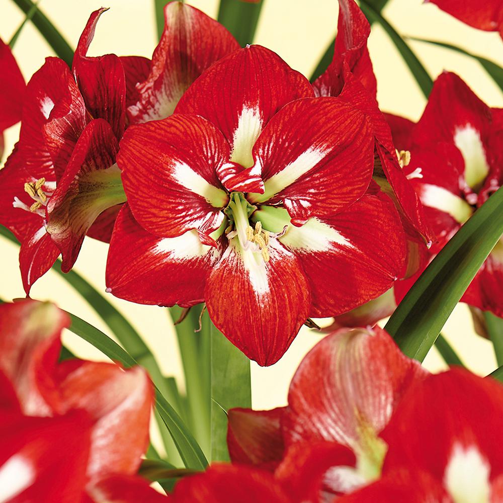 amaryllis flower bulbs home depot