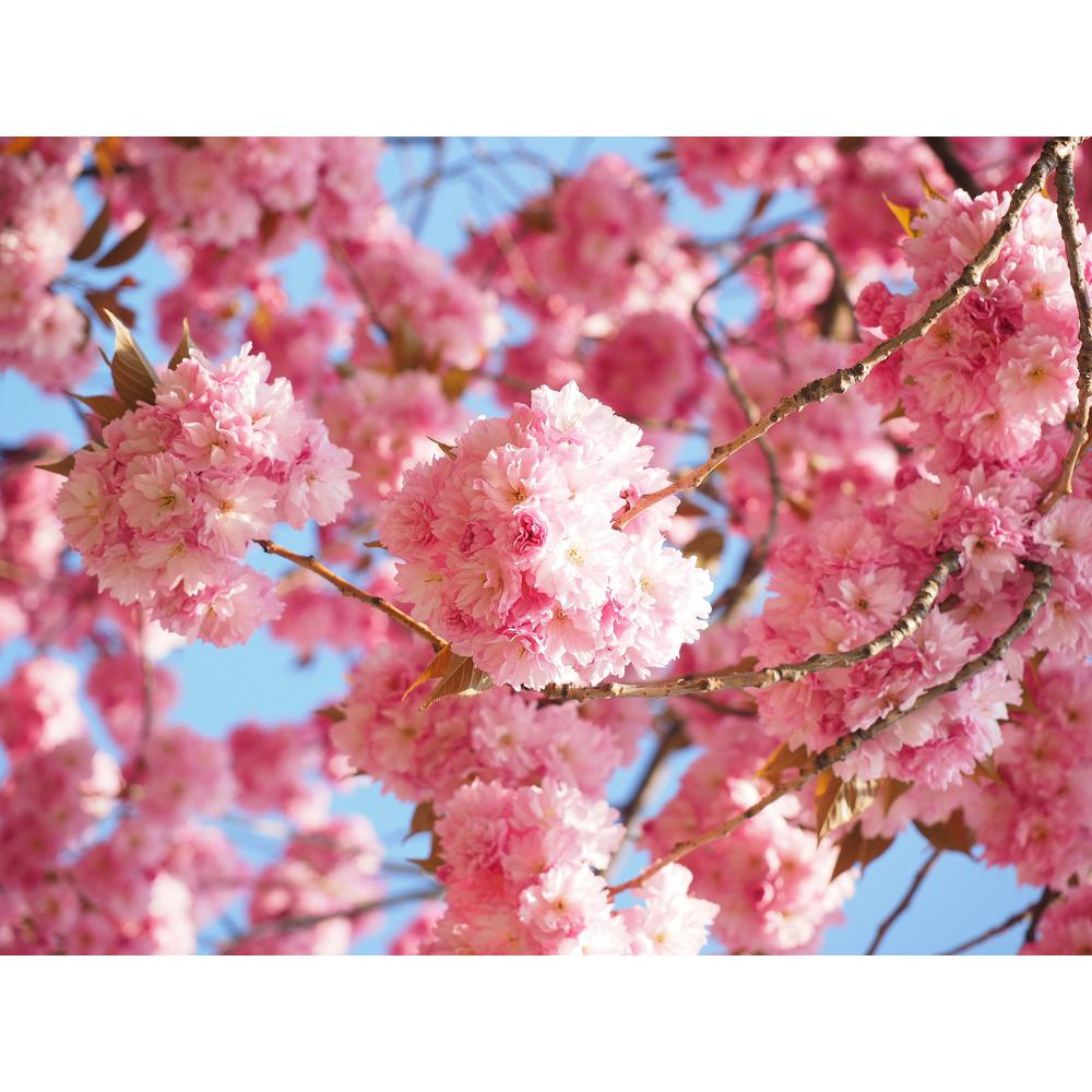 Home Depot is Selling Ready to Plant Cherry Blossom Trees For Just $20