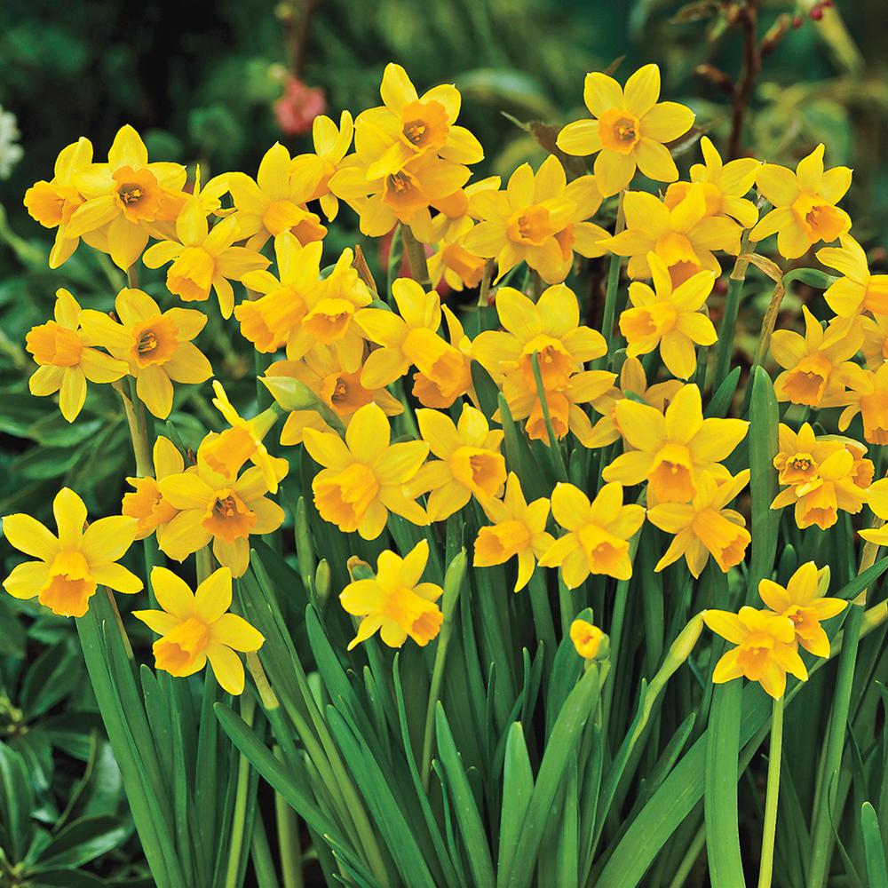 Van Bourgondien Tete A Tete Daffodil Bulbs 25 Pack