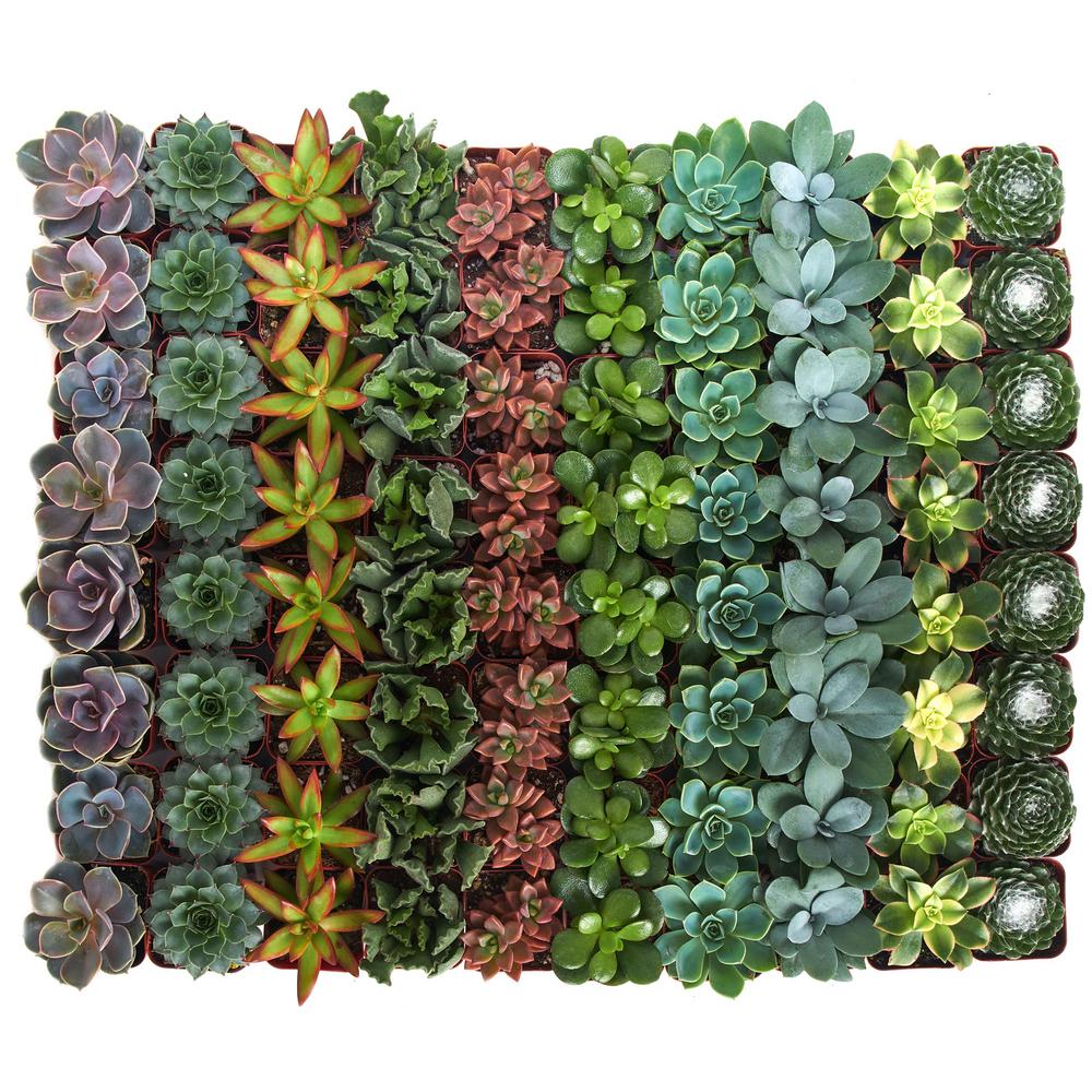 2 in. Assorted Succulent Collection (100-Pack)