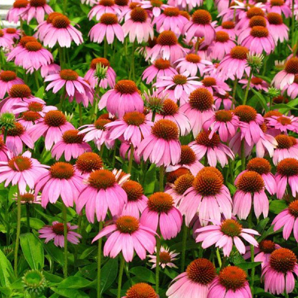 Southern Living Plant Collection 2.5 Qt. Crazy Pink Echinacea With ...