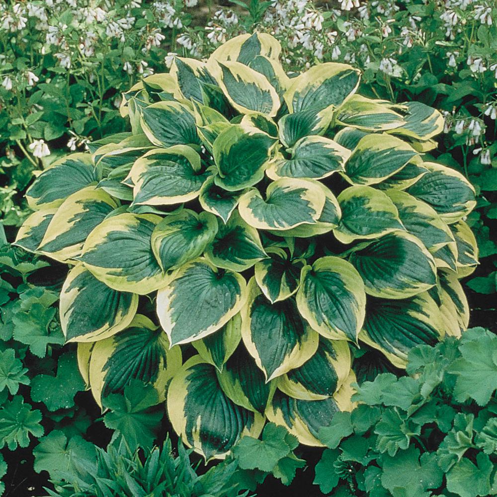 Hostas For Sale >> Aureo Marginata Hosta Variegated Foliage Live Bareroot Perennial Plants 10 Pack Hostas For Sale >> Aureo Marginata Hosta Variegated Foliage Live Bareroot Perennial Plants 10 Pack