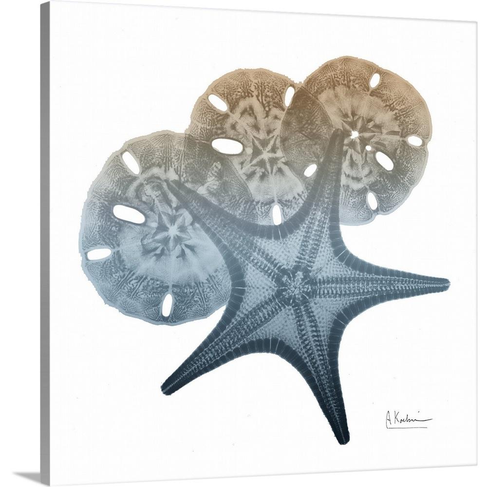 Greatbigcanvas Steel Hues Starfish And Sand Dollar By Albert - Sand Dollar Wall Artwork Greatbigcanvas Steel Hues Starfish And Sand Dollar By Albert - Sand Dollar Wall Artwork