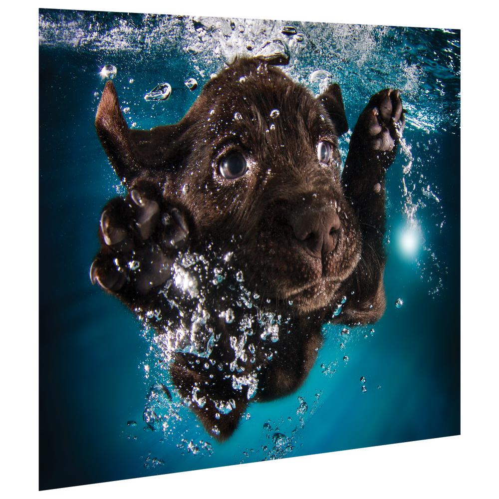 Empire Art Direct Black Lab Frameless Free Floating Tempered Glass Panel Graphic Dog Wall Art Tmp Ud38 1620 The Home Depot
