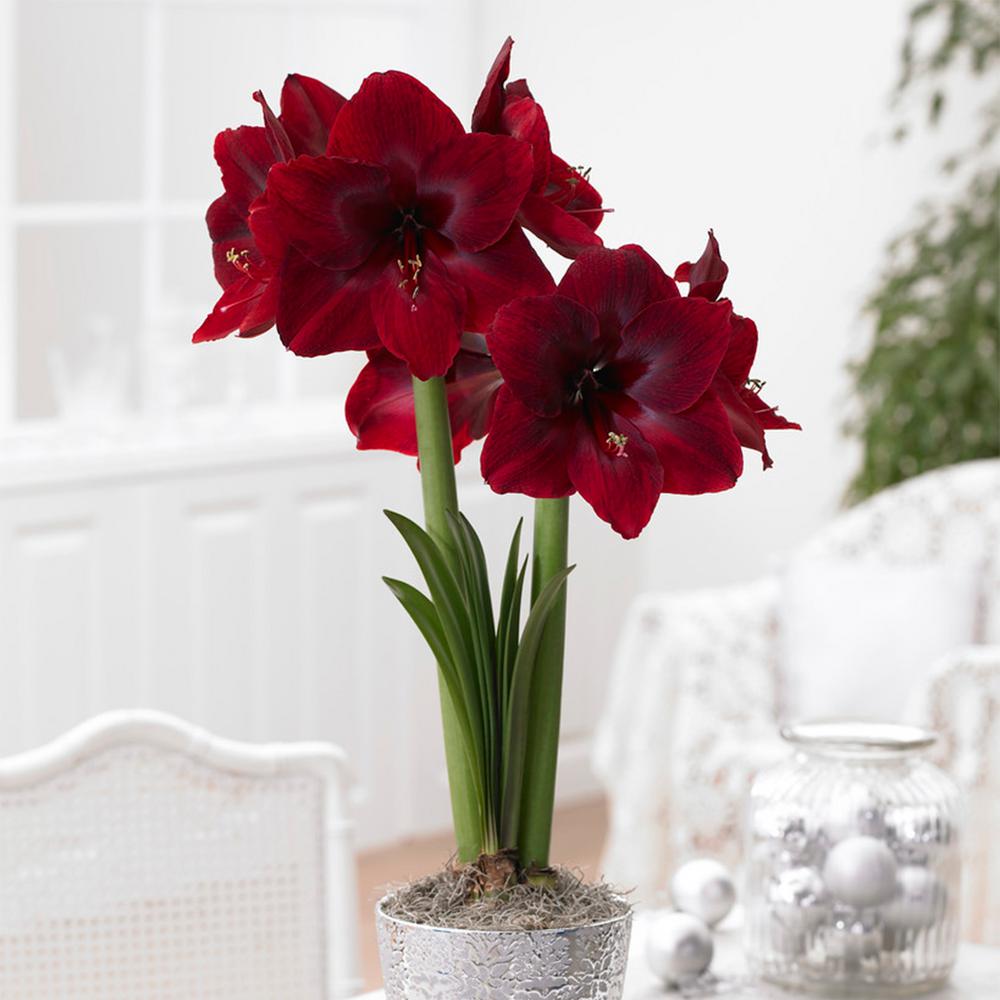 Van Zyverden Mega Amaryllis Bulb Red Pearl Limited Availability (1-Pack ...