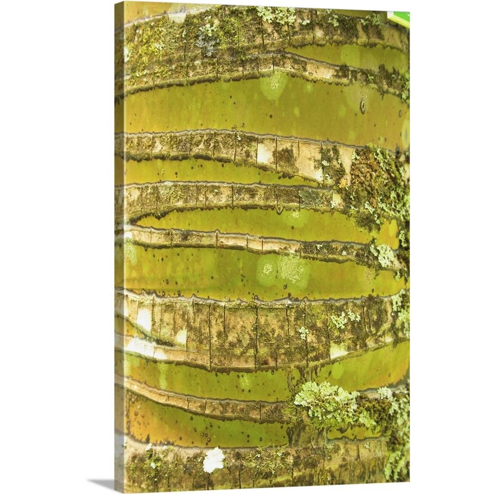 Hawaii Oahu Close Up Of Coconut Palm Tree Bark Texture By Brandon Tabiolo Canvas Wall Art