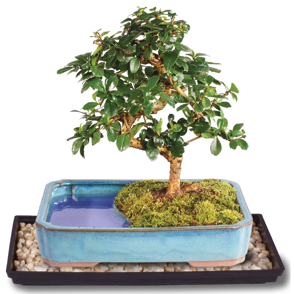 14+ How Often To Water Bonsai Tips - Hobby plan