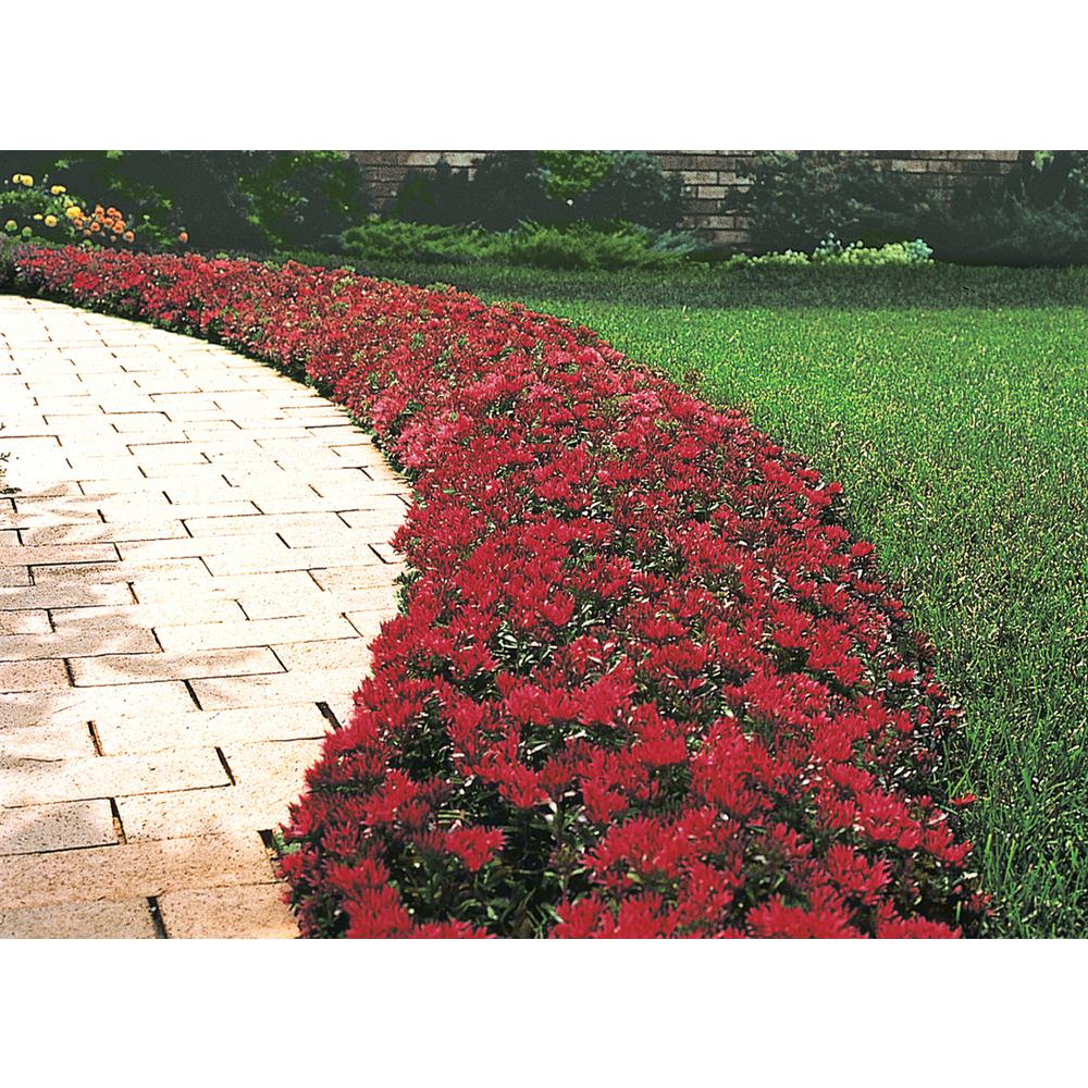Ground Cover Plants Garden Flowers The Home Depot 2 In Pot Red Creeping Sedum Live Perennial Plant Groundcover