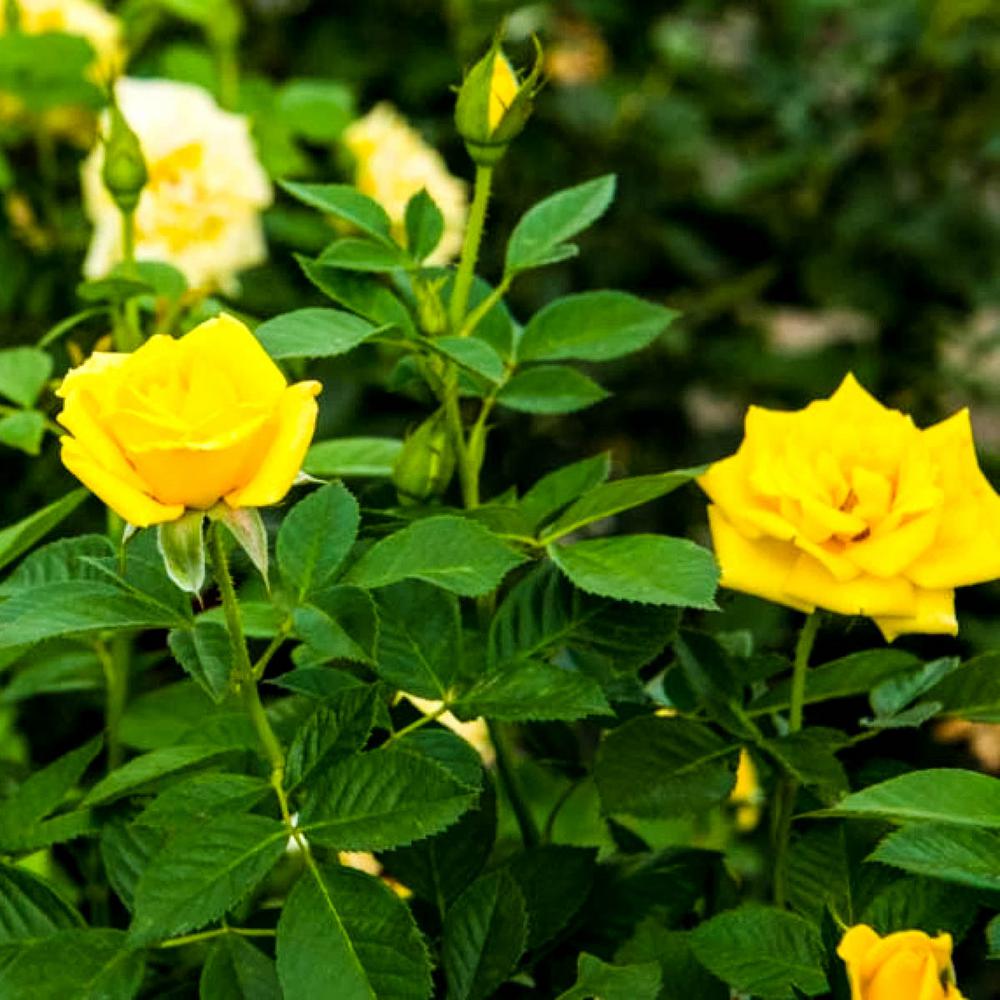 Роза лючия грандифлора фото и описание