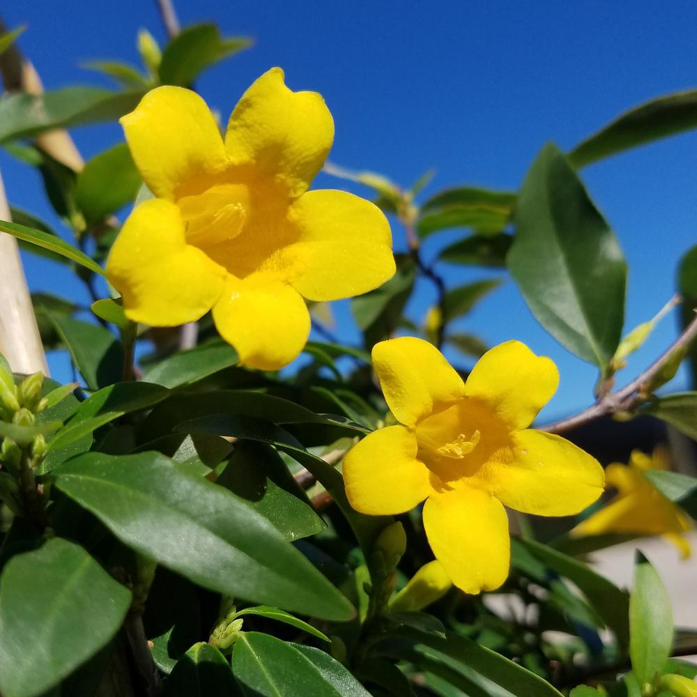2.5 Qt. Carolina Jessamine Climbing Vine Plant with Yellow