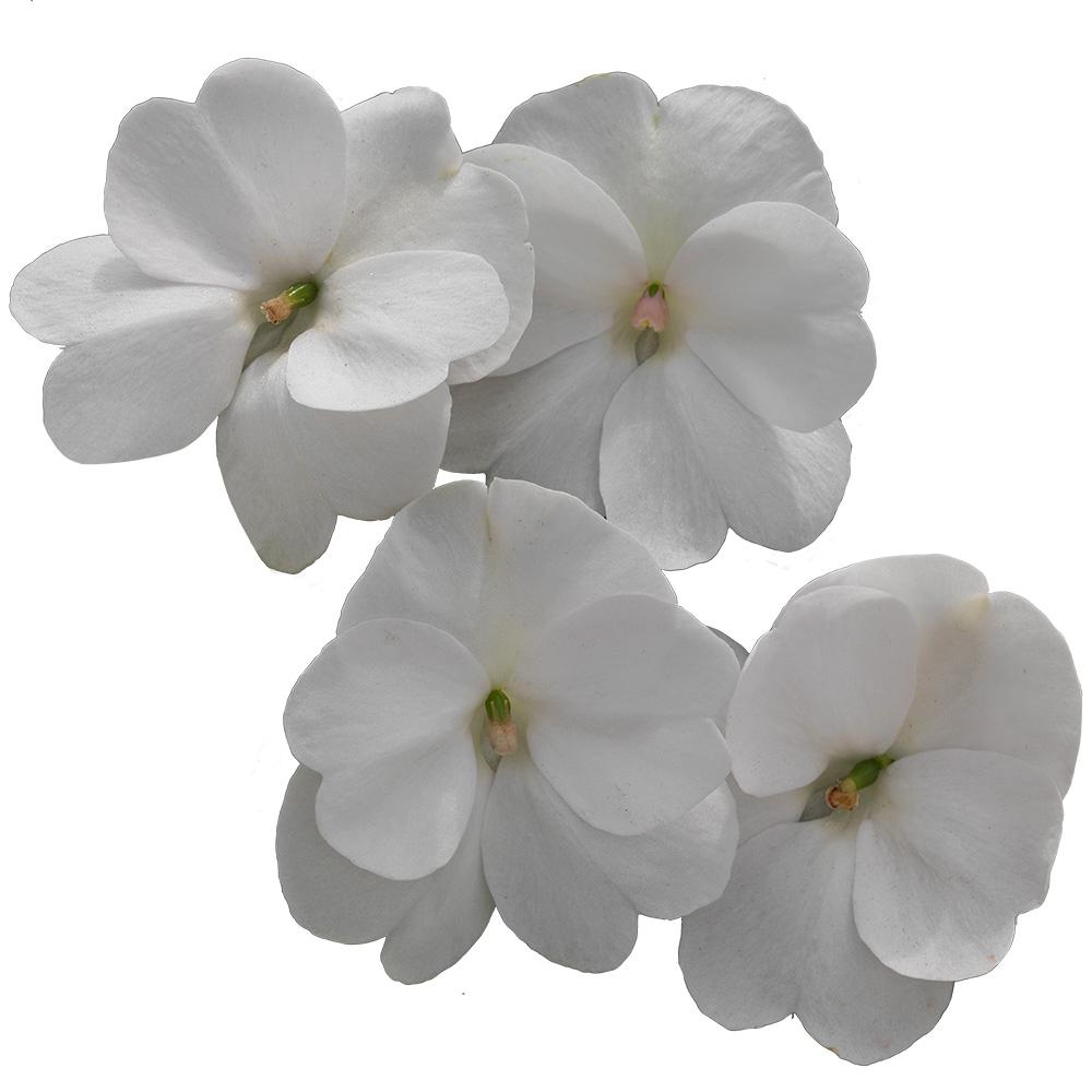 Impatien White Full Shade Annuals Garden Plants Flowers 1 Qt White Sunpatiens Plant Blooming 8 Pack