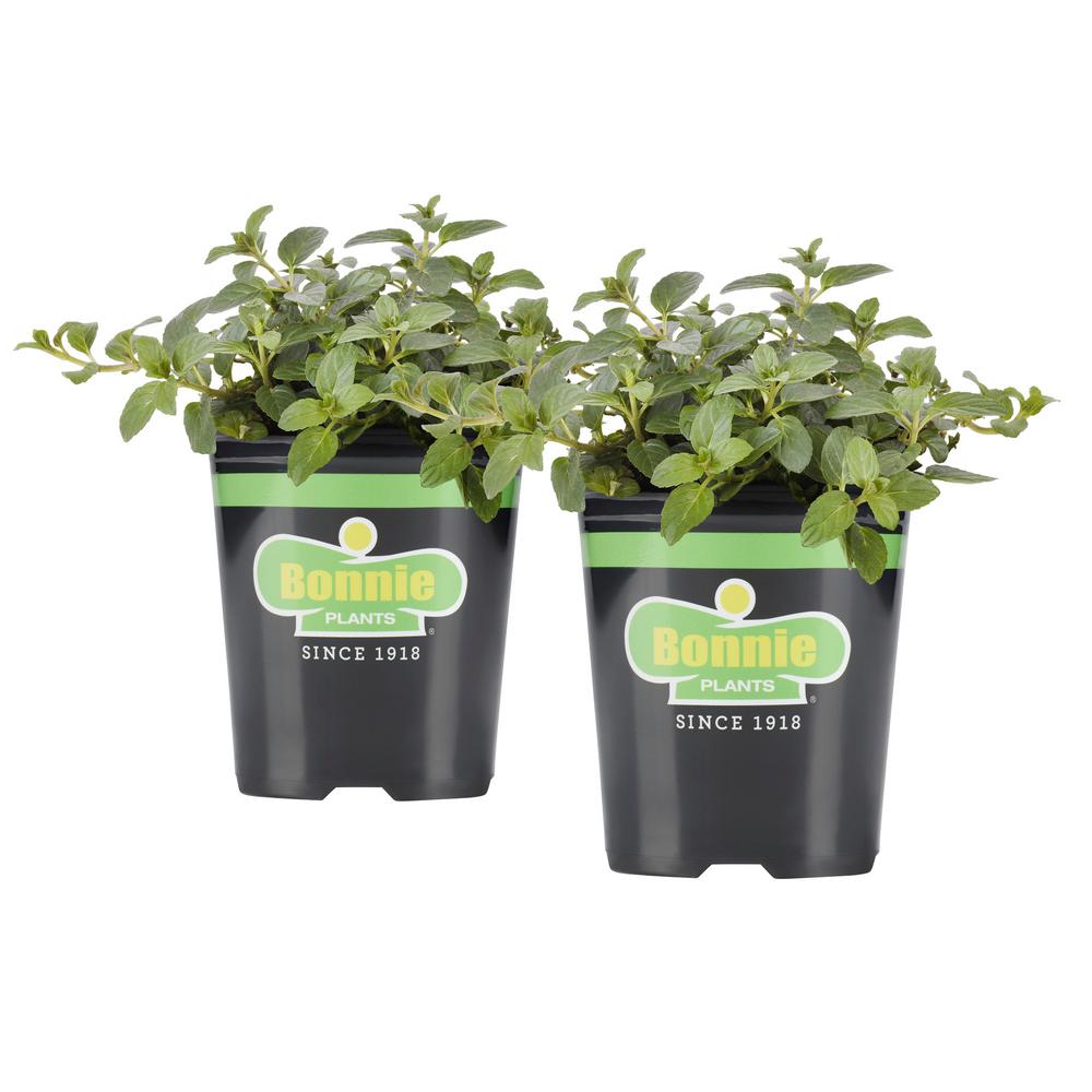 Bonnie Plants 19.3 oz. Peppermint (2Pack Live Plants)2P5108 The