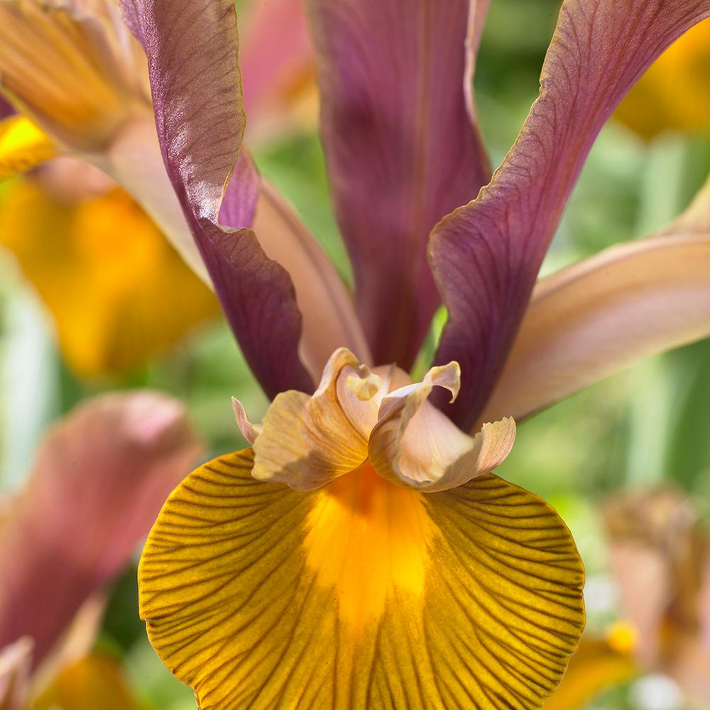 Iris Flower Bulbs Garden Plants Flowers The Home Depot Dutch Iris Bulbs