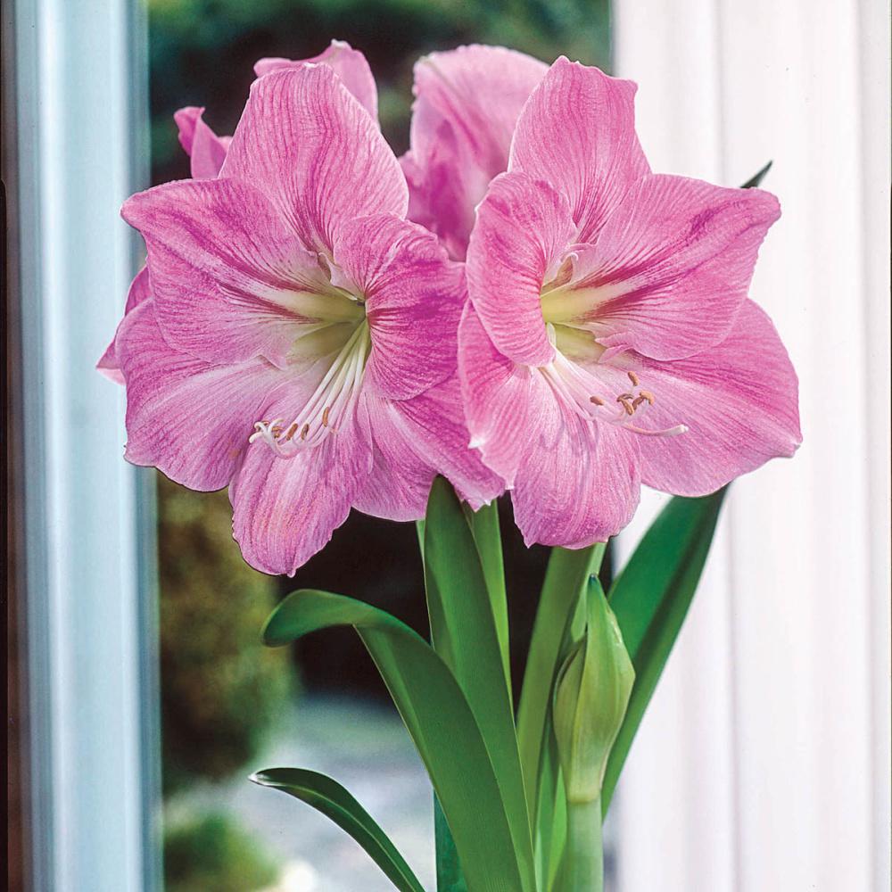 Photo of amaryllis candy floss