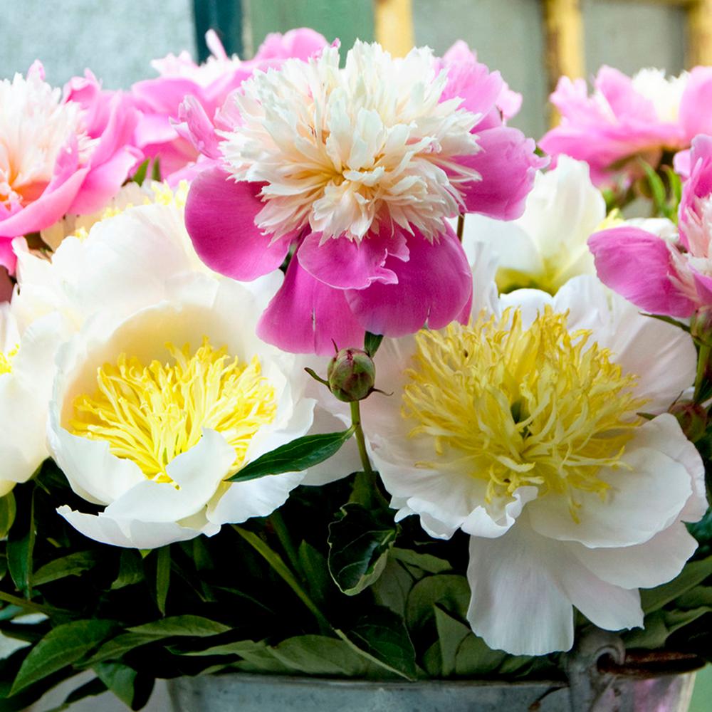 Peony Flower Bulbs Garden Plants Flowers The Home Depot Peonies Bulbs