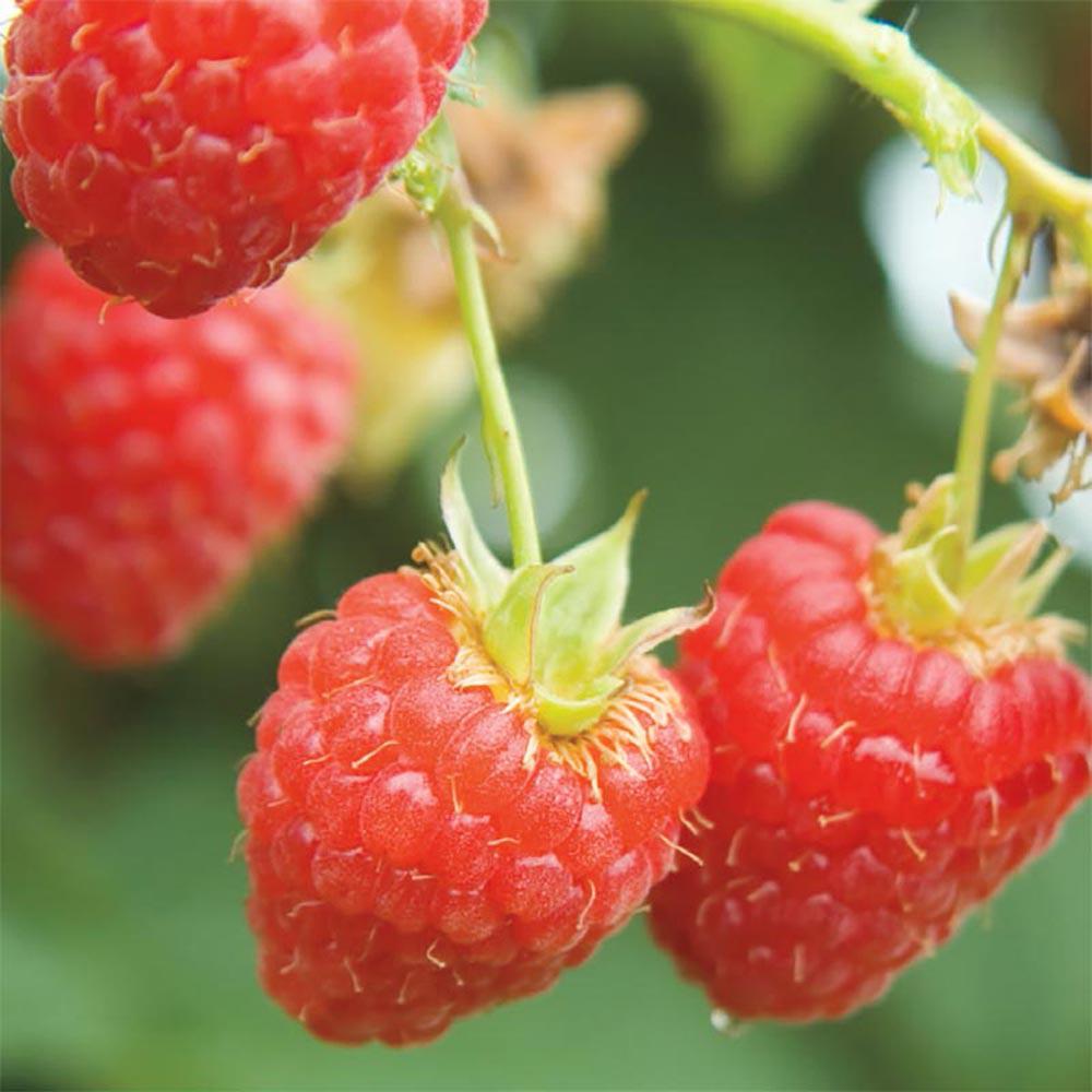 Gurney's Canby Raspberry (Rubus) Live Bareroot Fruiting Vine (1Pack