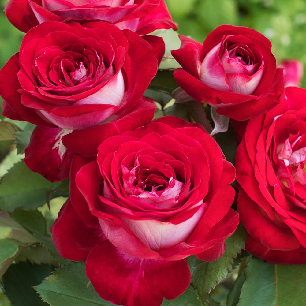 Spring Hill Nurseries 2 in. Pot Love at First Sight Hybrid Tea Rose