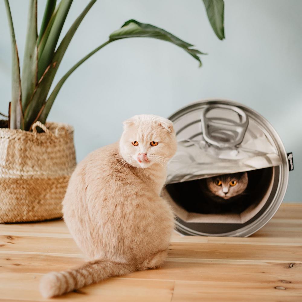 cardboard cat scratcher pets at home