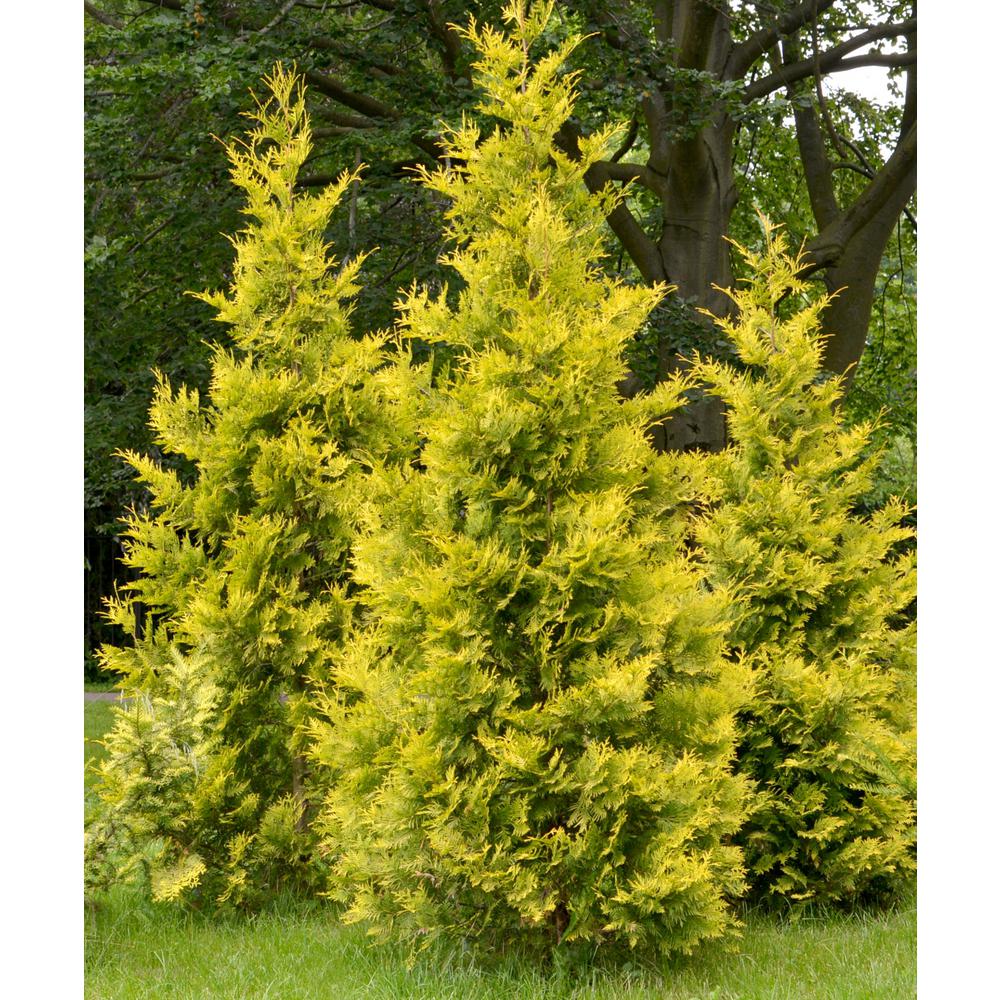 national PLANT NETWORK 2 Gal. Lemon Cypress Shrub-HD9083 - The Home Depot