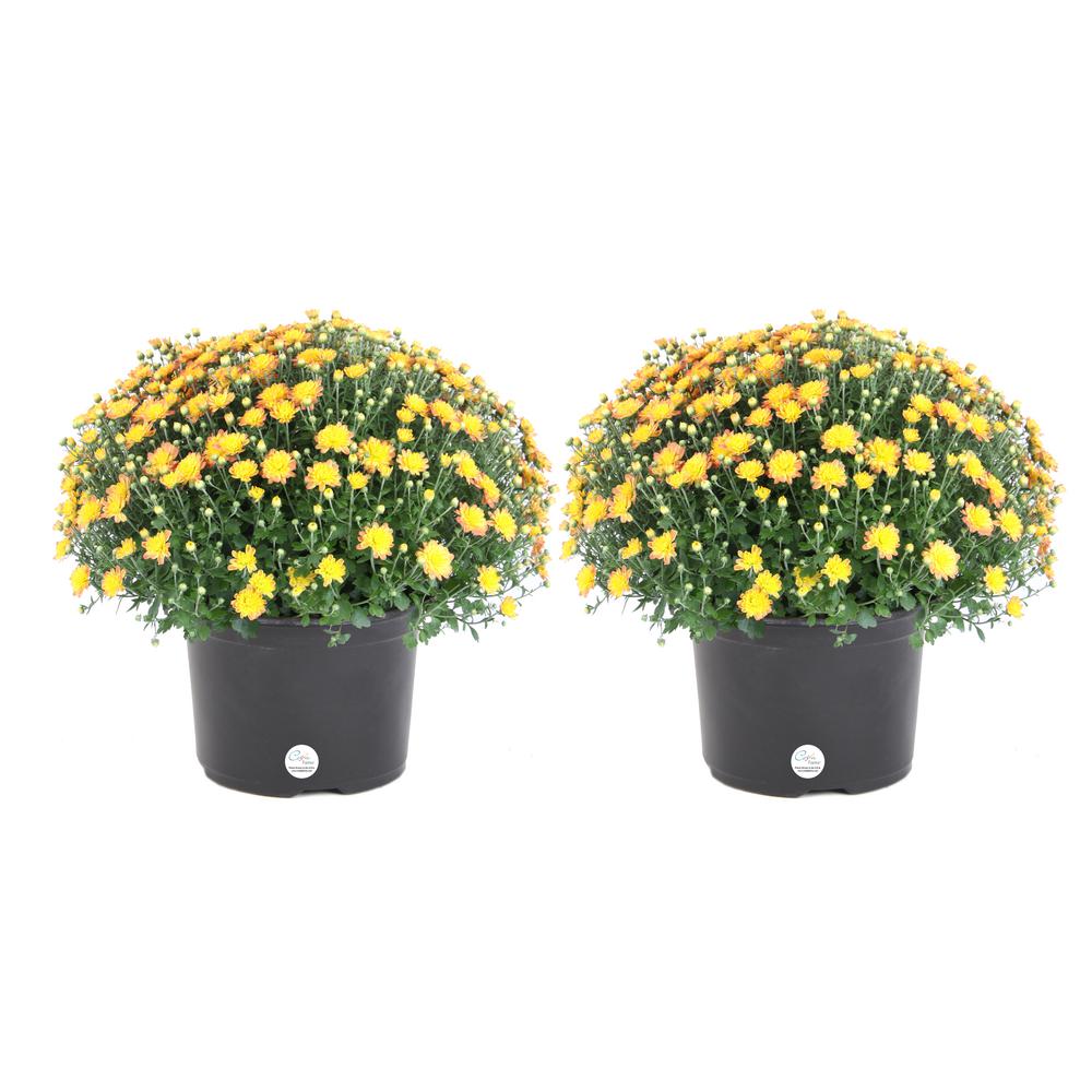 3 Qt. Yellow Ready to Bloom Fall Mums Chrysanthemum (2-Pack)