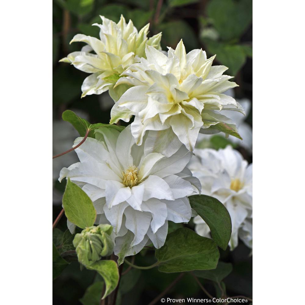 Proven Winners 4.5 in. qt. Madame Maria (Clematis) Live Shrub, White