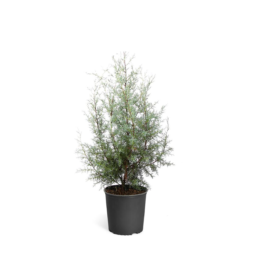 Brighter Blooms 3 Gal. Evergreen Arizona Cypress TreeCYPARI233