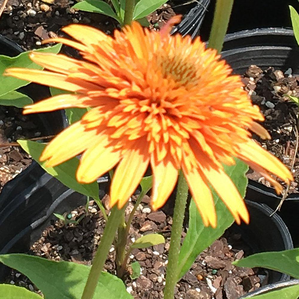 Drought Tolerant Perennials Garden Plants & Flowers The Home Depot