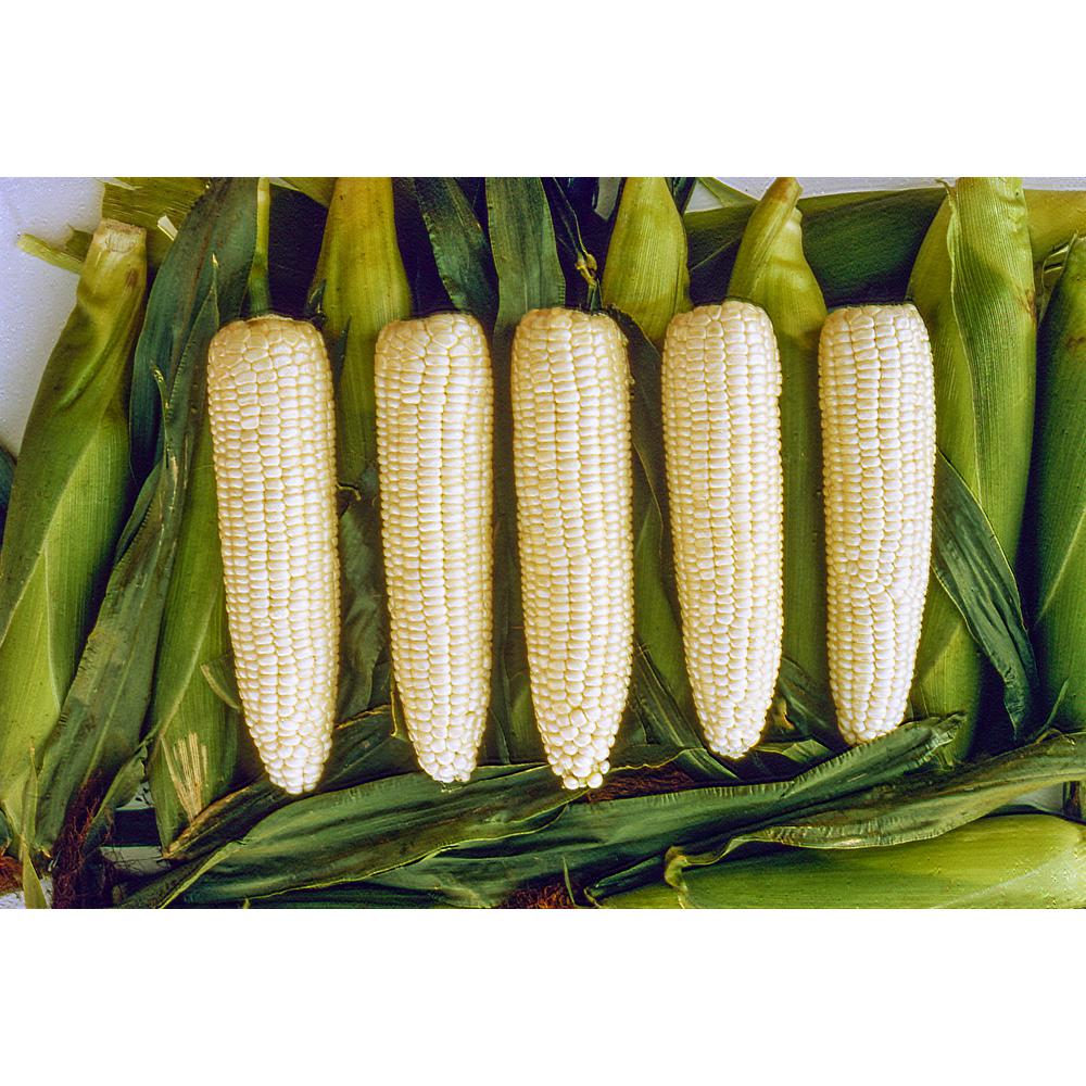 Gurney's Sweet Corn Silver Queen Hybrid (250 Seed Packet)-14455 - The ...