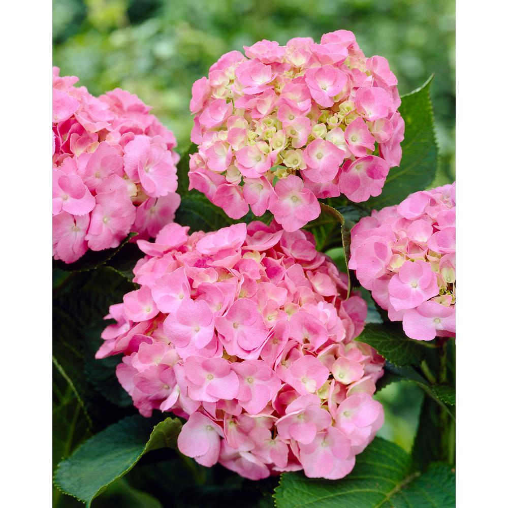 Spring Hill Nurseries 1 00 Gal Pot Forever And Ever Early Spring Hill Nurseries 1 00 Gal Pot Forever And Ever Early Sensation Hydrangea Live