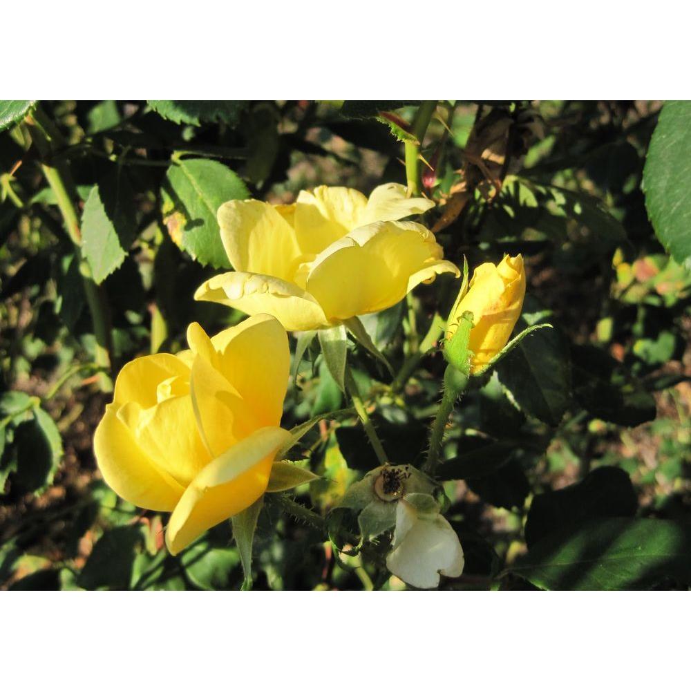 Mea Nursery Climbing Rose Joseph's Coat61005 The Home Depot