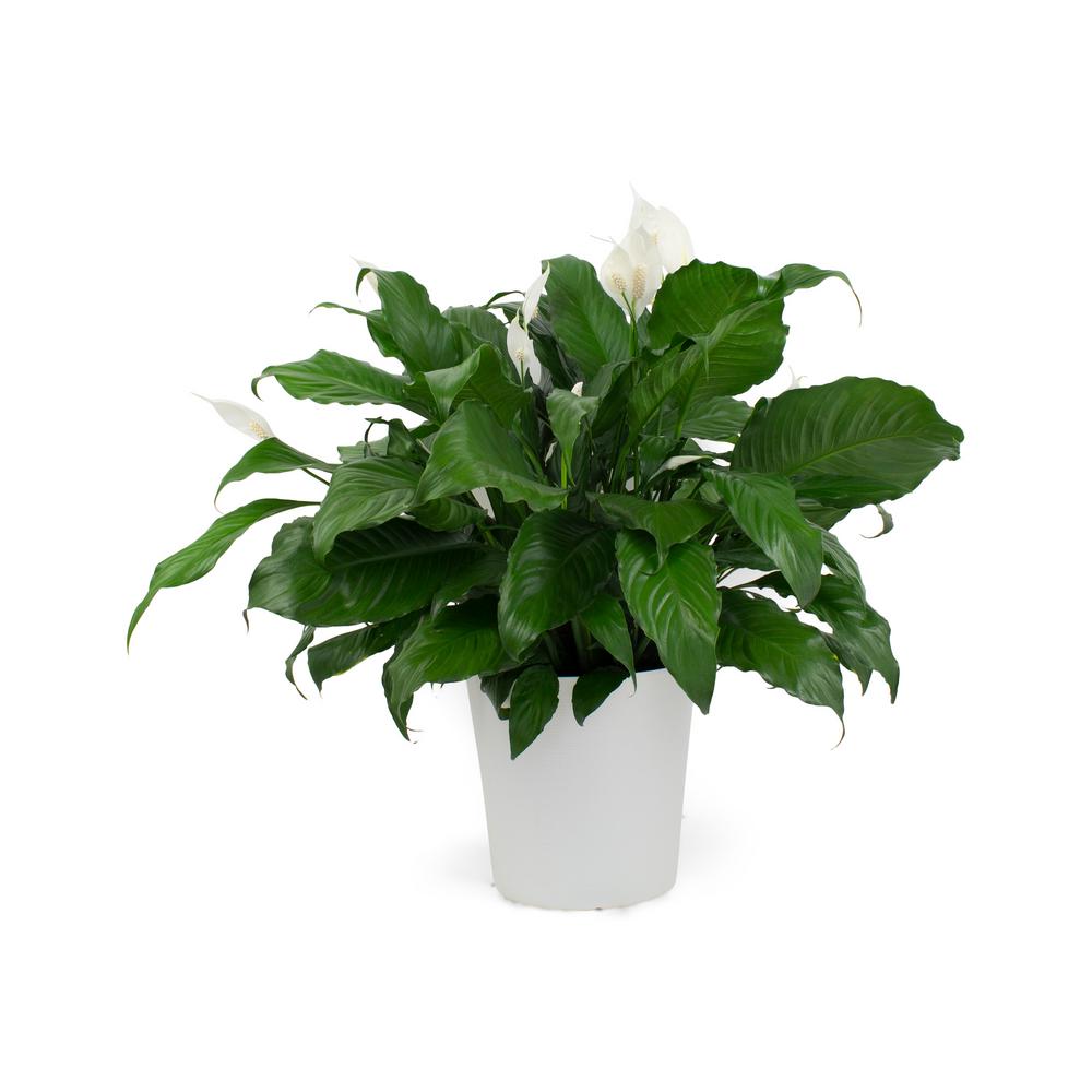 home depot potted outdoor flowers
