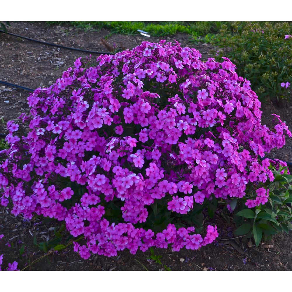 Full Sun Garden Plants & Flowers Garden Center The Home Depot