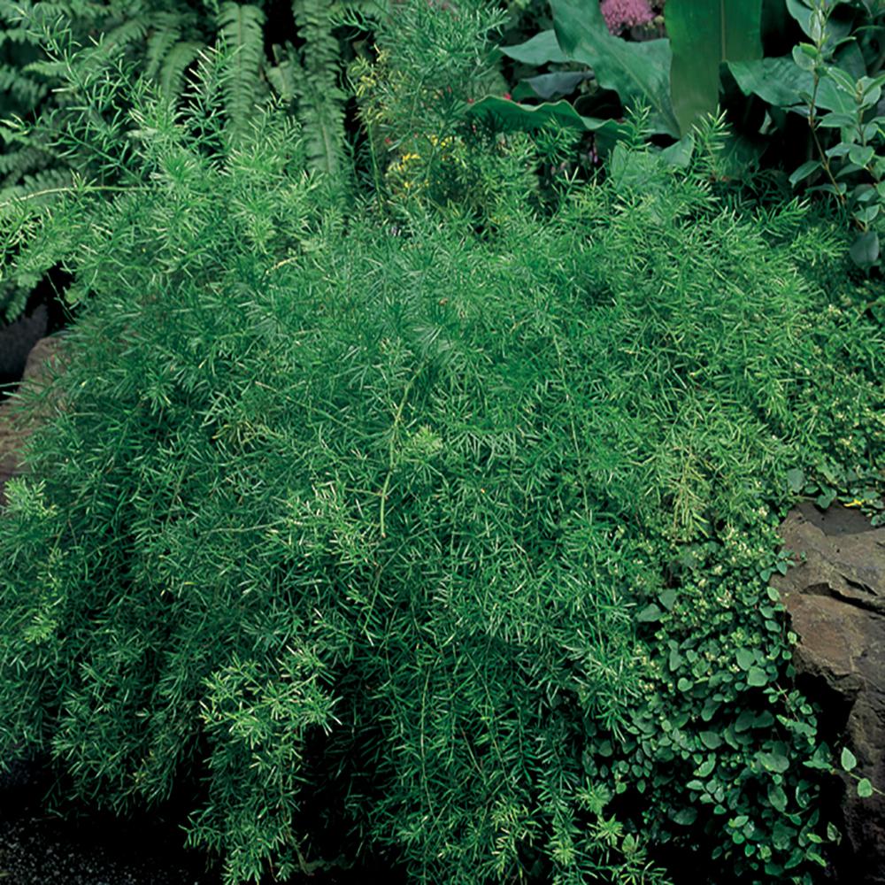 Unbranded 3.5 in. Sprenger's Asparagus Fern Plant1436 The Home Depot