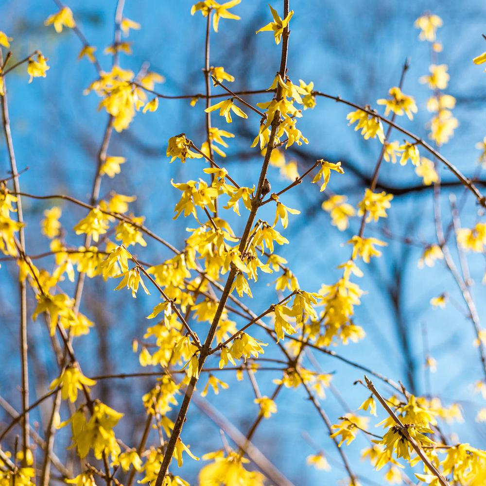 Forsythia Shrubs Trees Bushes The Home Depot 2 5 Qt Lynwood Gold Forsythia Live Deciduous Plant Yellow Flowers With Green Foliage