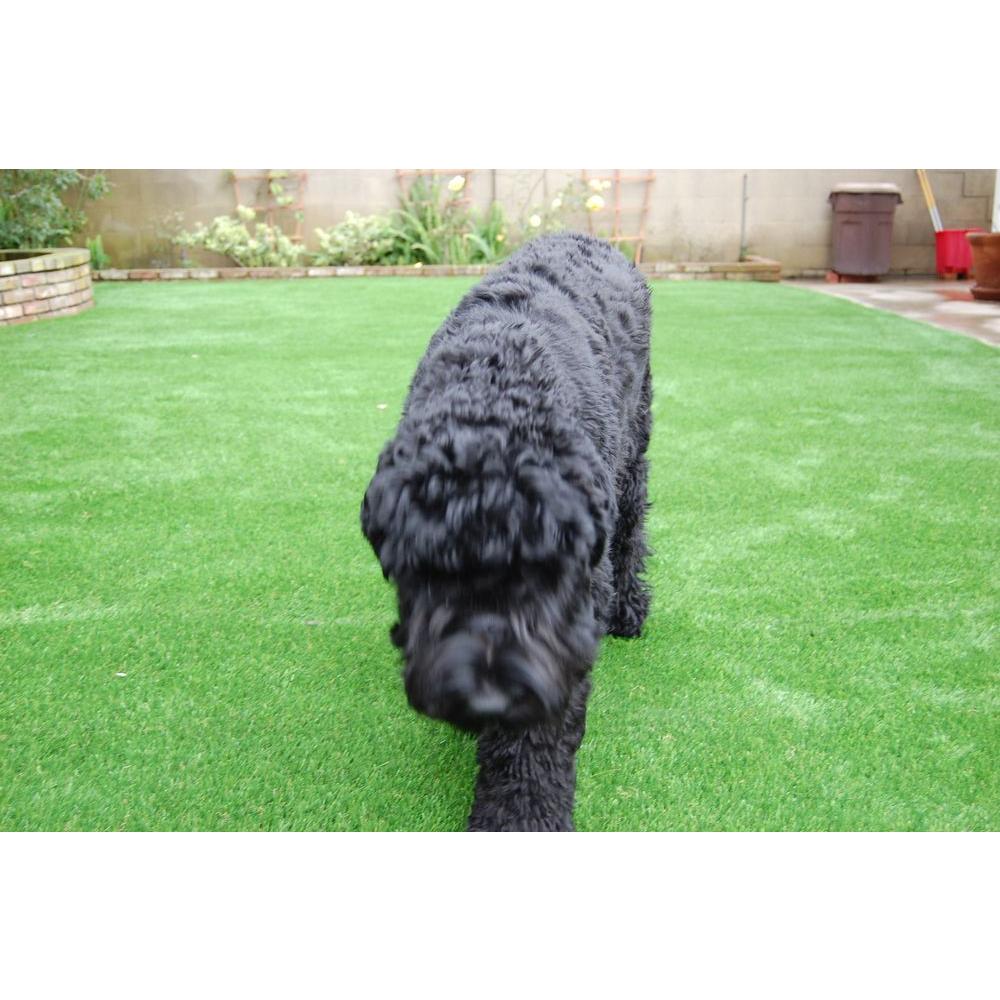 Greenline Pet Sport 60 Artificial Gr Synthetic Lawn Turf Carpet Artificial Gr Synthetic Lawn Turf