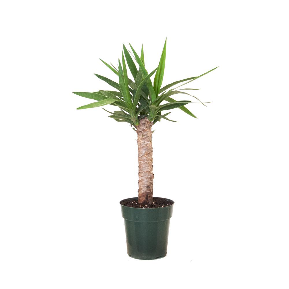 United Nursery 6 in. Yucca Cane Live Indoor Houseplant