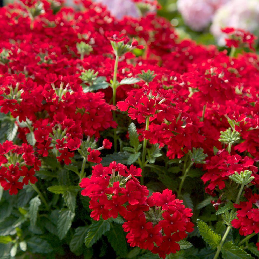 Red plants for landscaping Idea