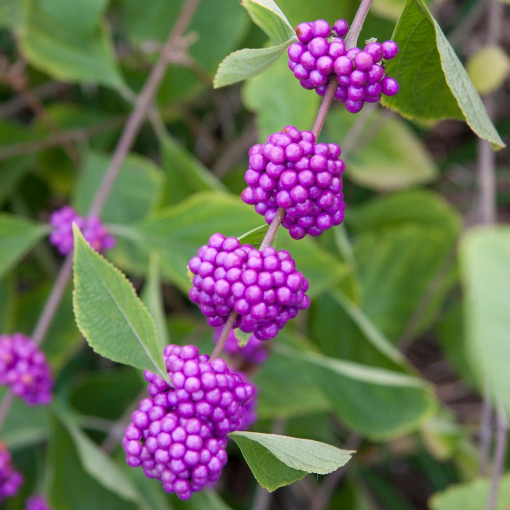 Lavender Trees Bushes Garden Center The Home Depot Early