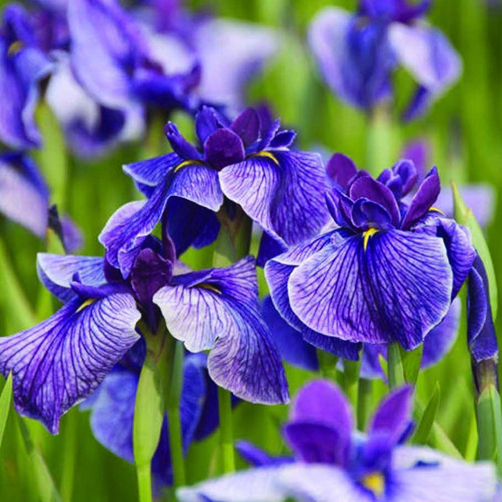 UPC 846722003604 product image for bloomsz Plants Iris Ensata Blue Bog Plant 00360 | upcitemdb.com