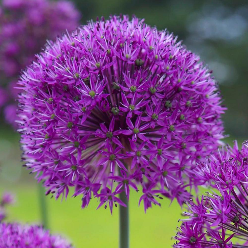 Longfield Gardens Allium Purple Sensation Bulbs (100-Pack)-12000042 ...