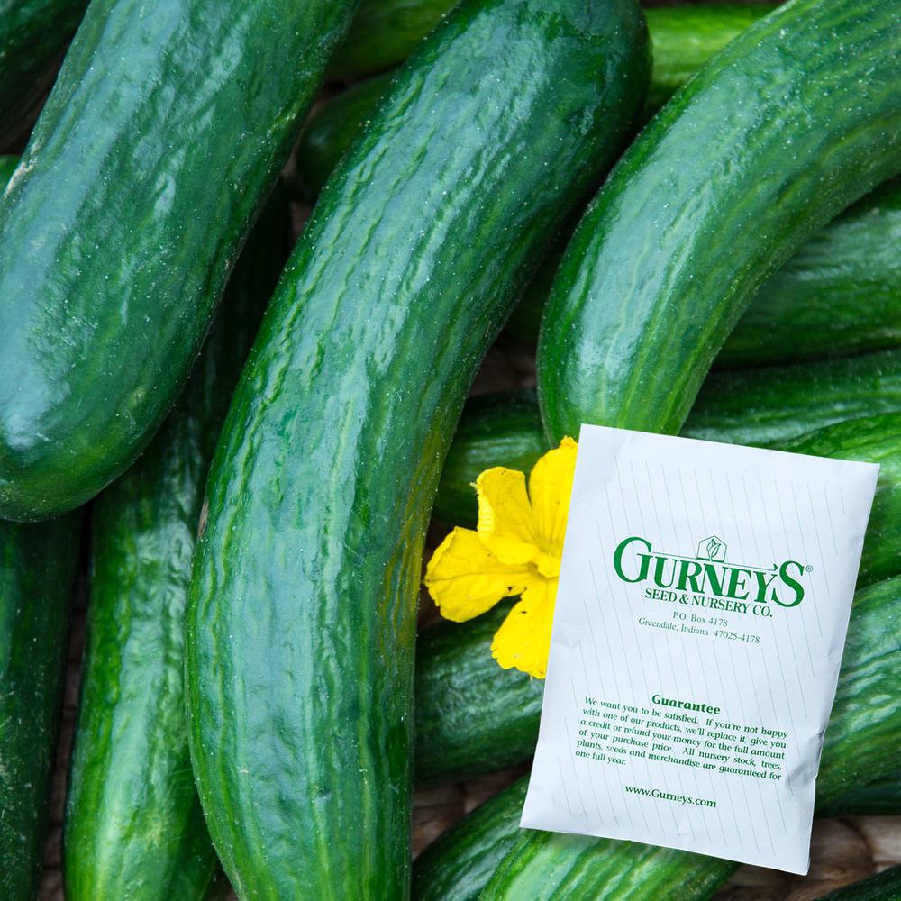 Gurney's Cucumber Slicing Perseus Hybrid (25 Seed Packet)09476 The