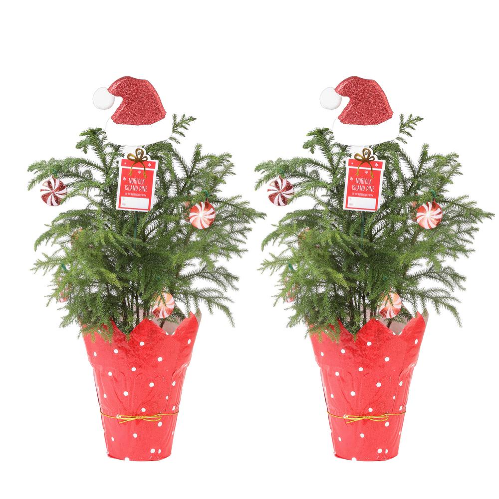 Costa Farms Other Indoor Decor Christmas Decorations Holiday