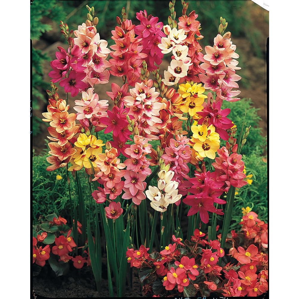 Home & Garden Store Gardening Bulbs 20 x Bulbs Ixia Mixed