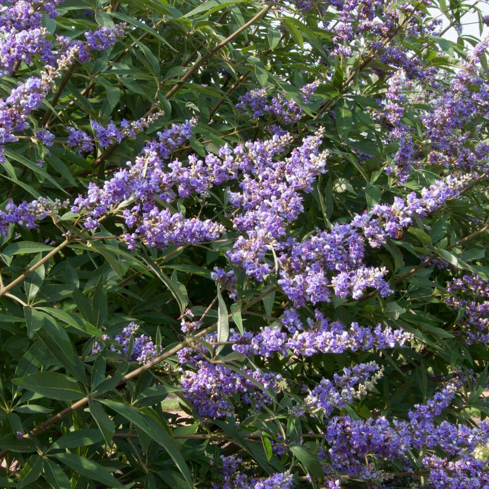 Spring Hill Nurseries Delta Blues Chaste Tree Vitex Live Bareroot Spring Hill Nurseries Delta Blues Chaste Tree Vitex Live Bareroot Plant Blue