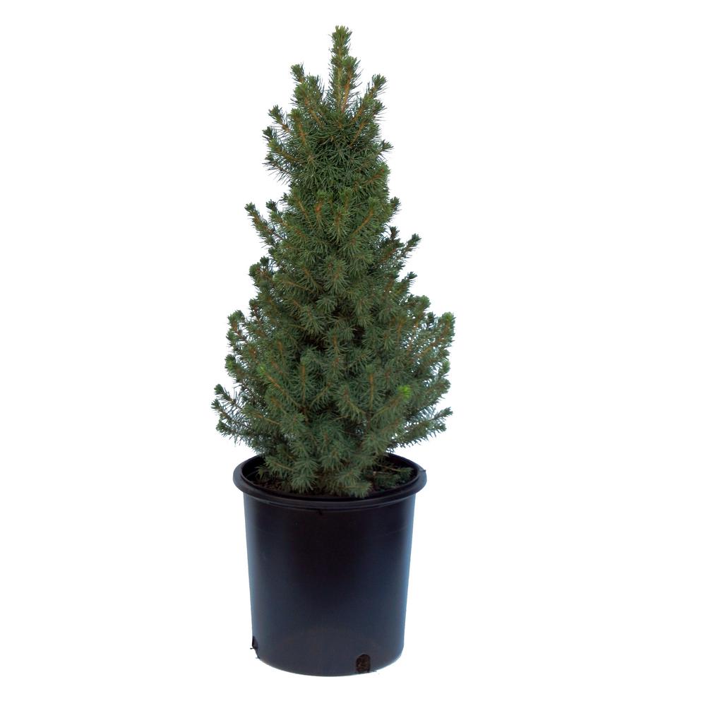 unbranded-1-gal-dwarf-alberta-spruce-tree-13pic1gco-the-home-depot