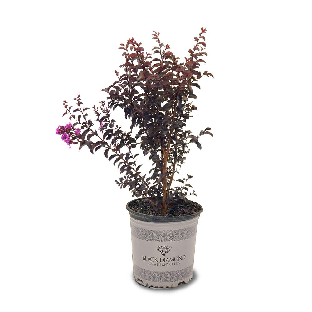 Black Diamond 3 Gal. Black Diamond Purely Purple Crape Myrtle Tree ...